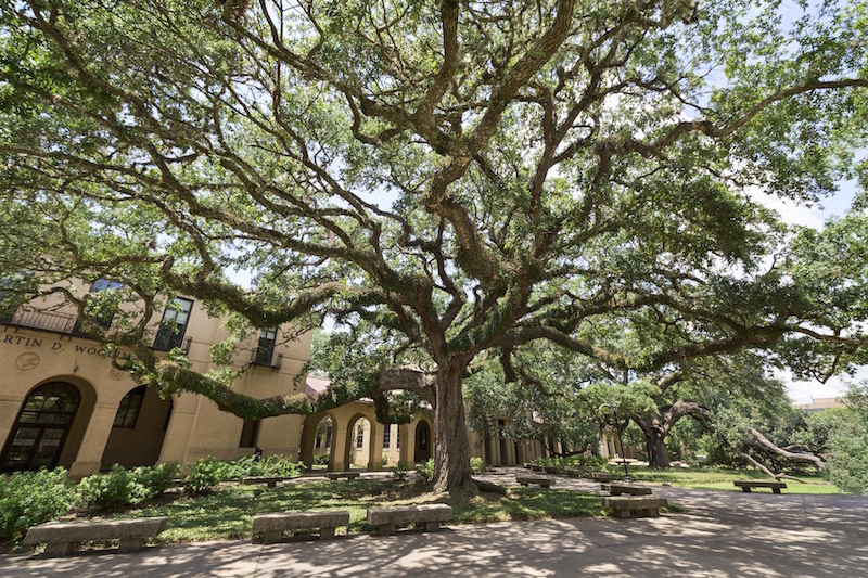 photo: oak tree on campus