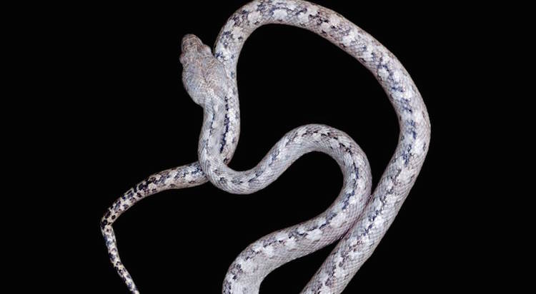 photo: lolo the ghost snake