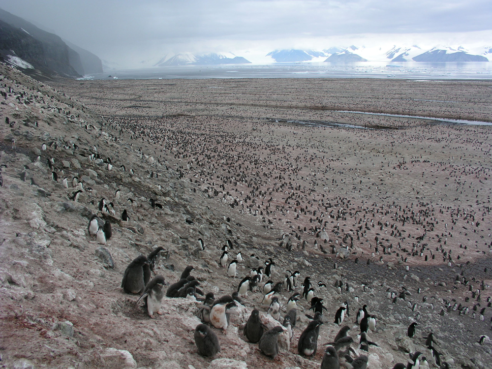 Supercolony of Adelie penguins on Cape Adare, Antarctica