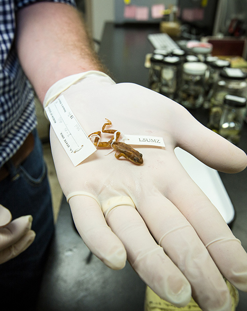 LSU researcher Jeremy Brown holding a cajun chorus frog