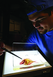 Link Morgan examines cleared and stained fish specimen from The Crude Life Exhibit