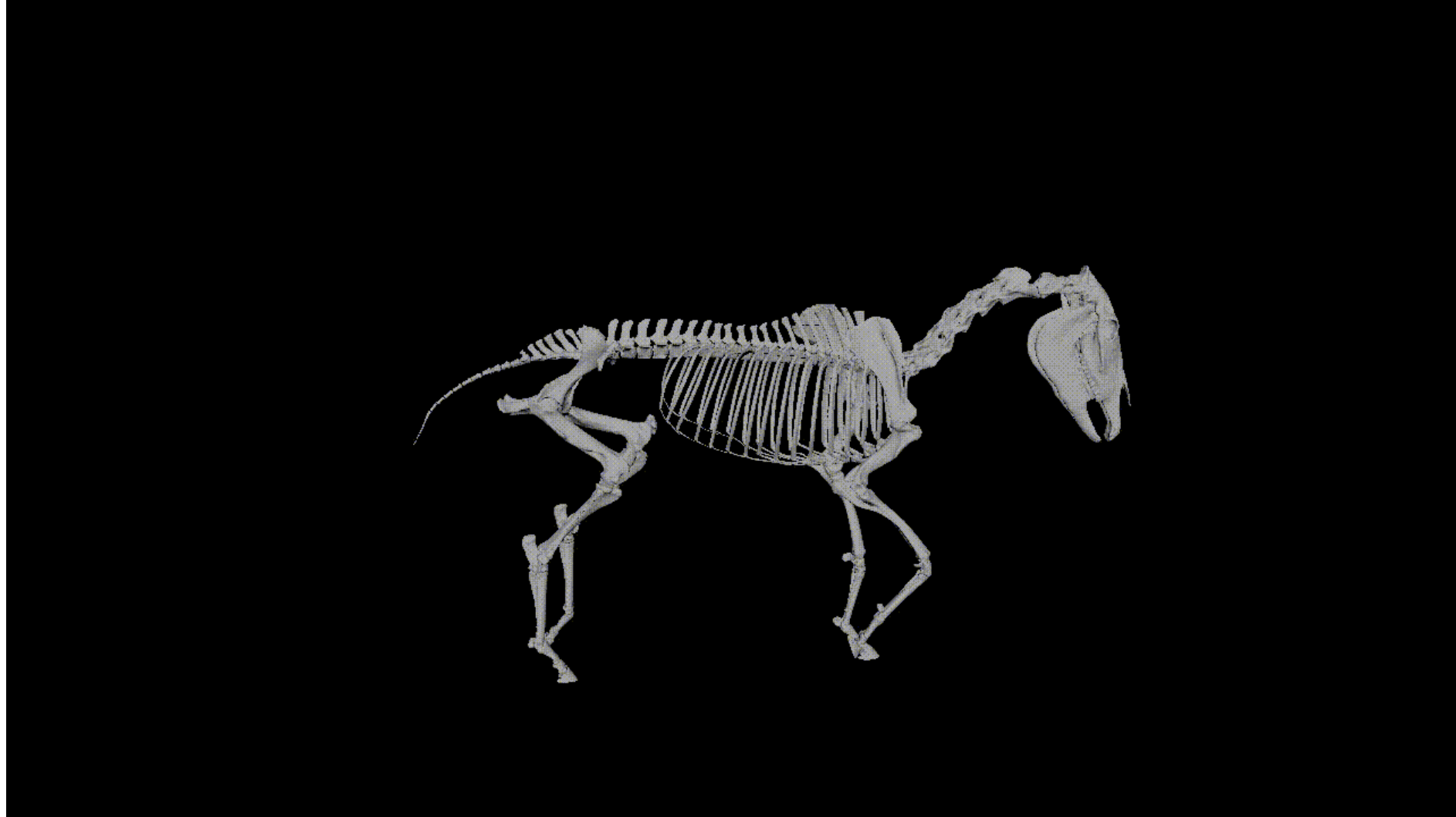 horse skeleton