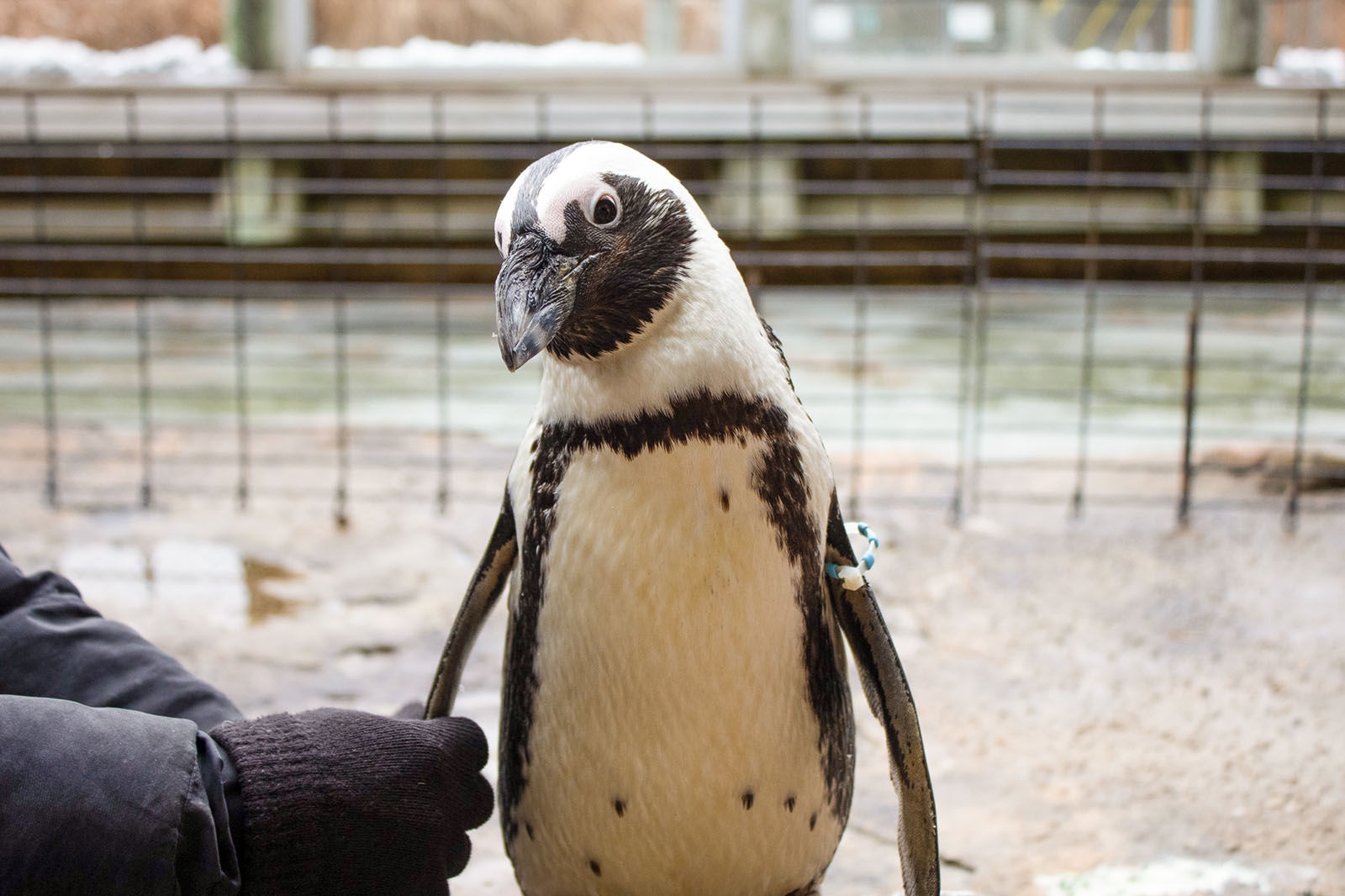 Tweedle, the African penguin. Photo: Julianne Taylor, New Zoo & Adventure Park