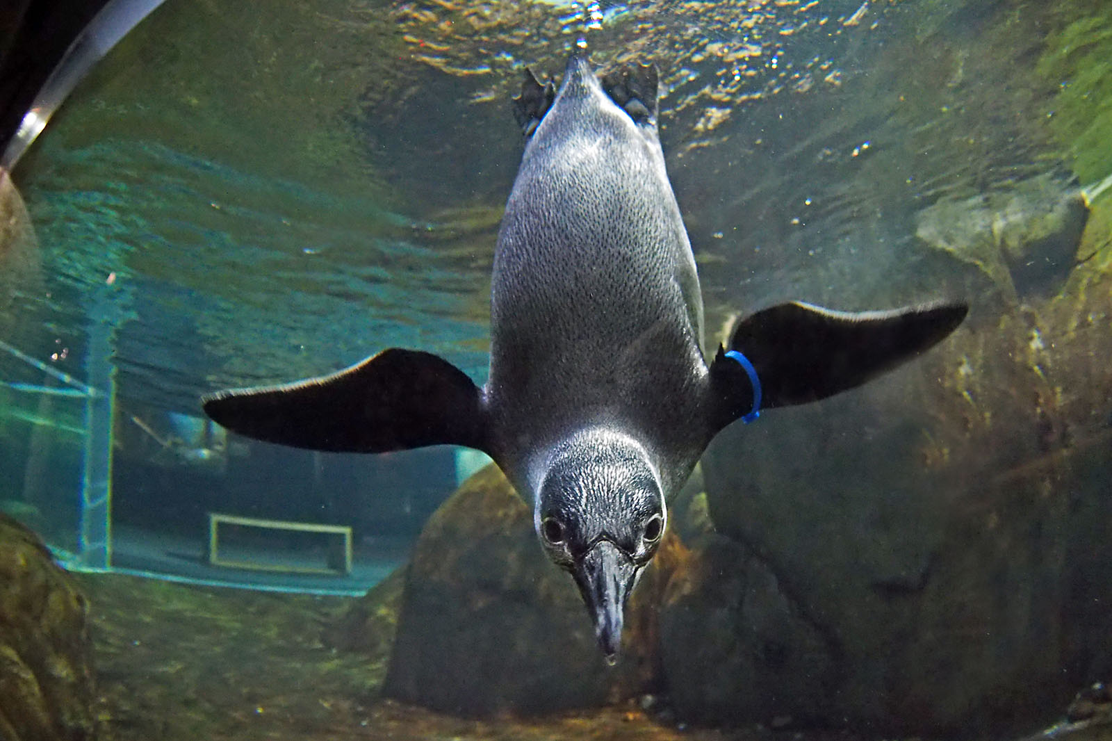 Penguin diving. Photo: Greensboro Science Center