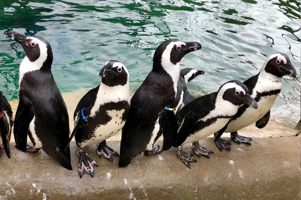 African penguins. Photo: Little Rock Zoo