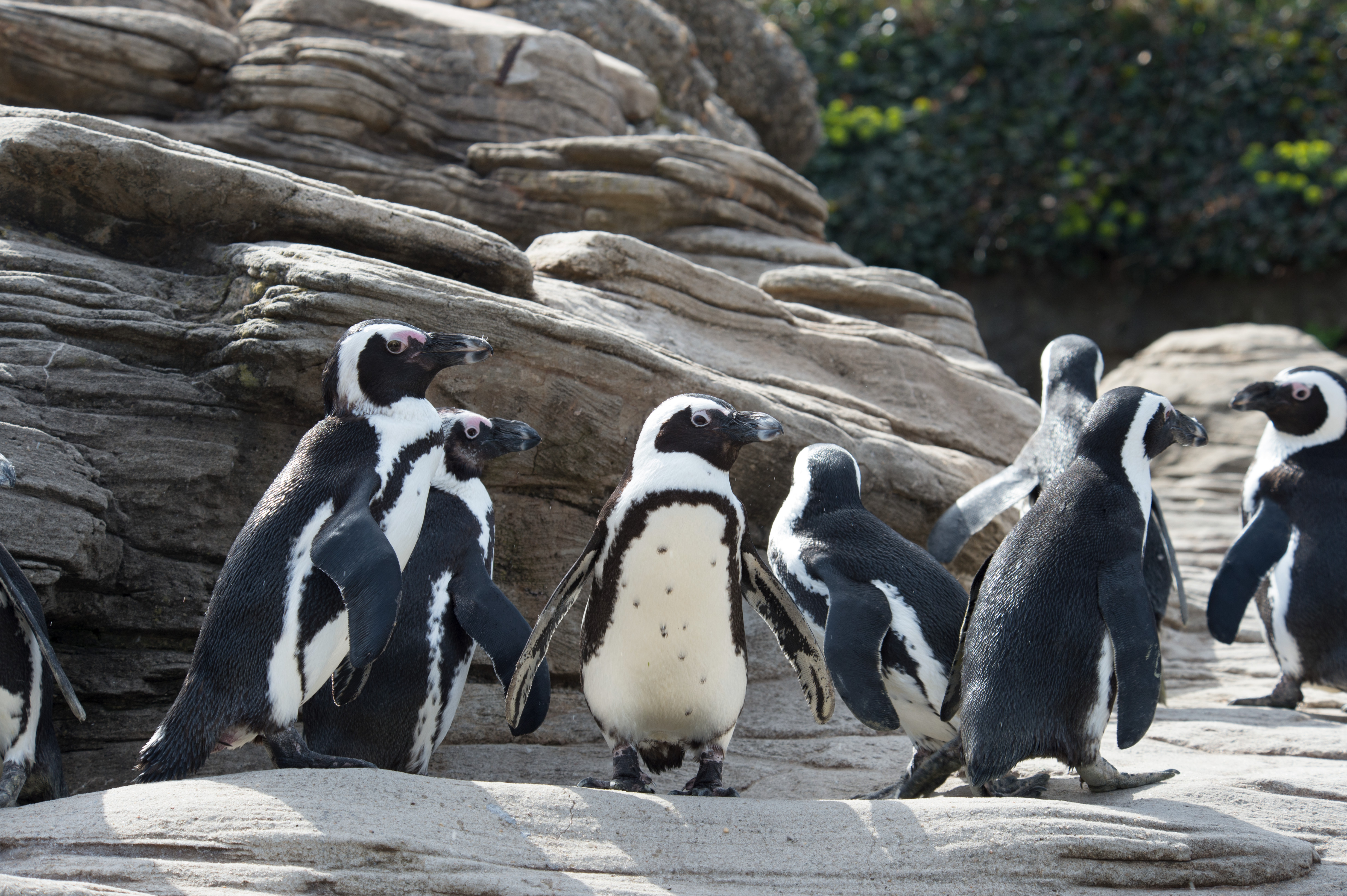 Black-footed African penguins. Photo: Julie Larsen Maher, New York Aquarium (Wildlife Conservation Society)