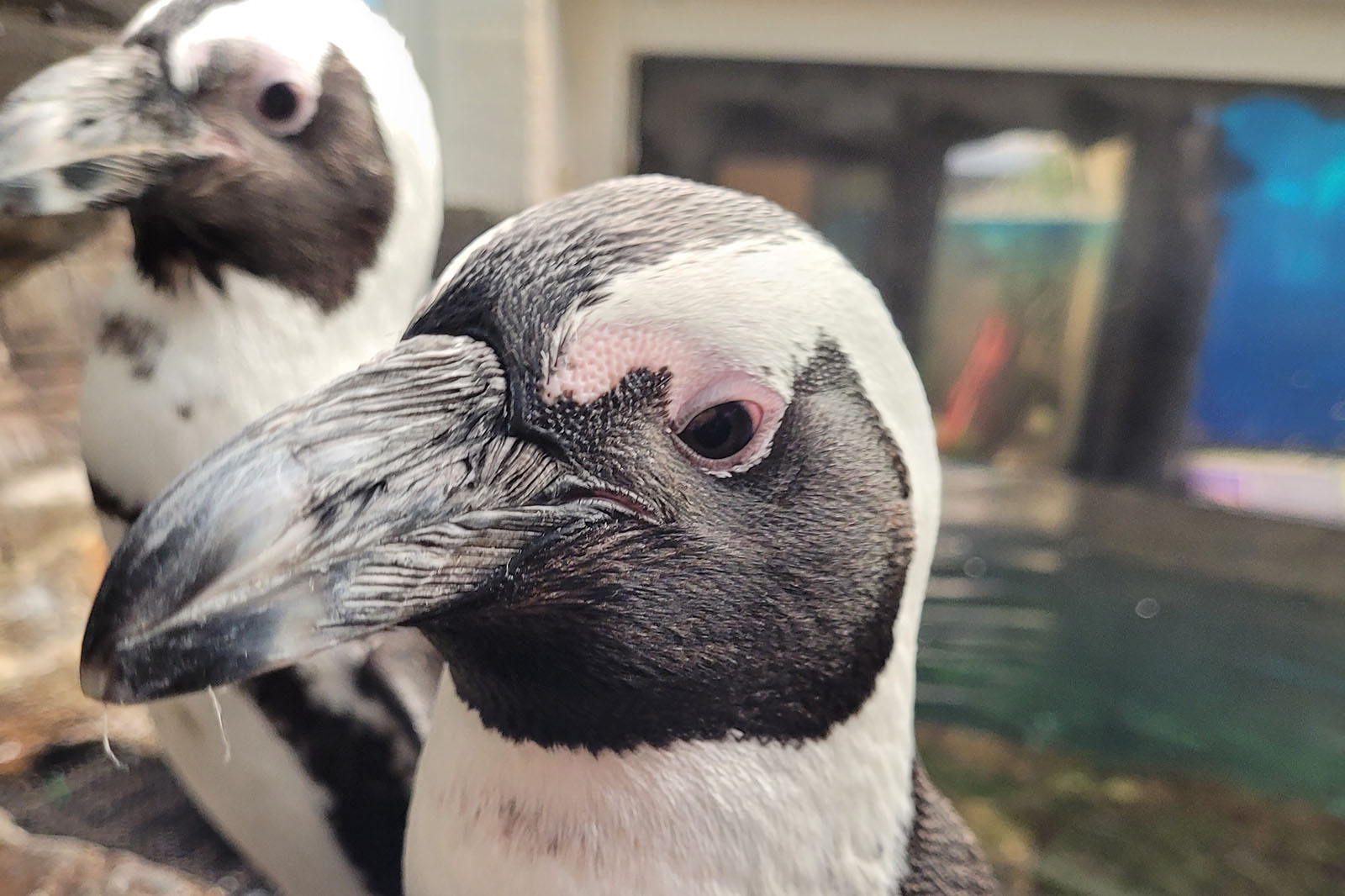 Millie as an adult in the foreground. Photo: Marine Life, West Edmonton Mall, Canada