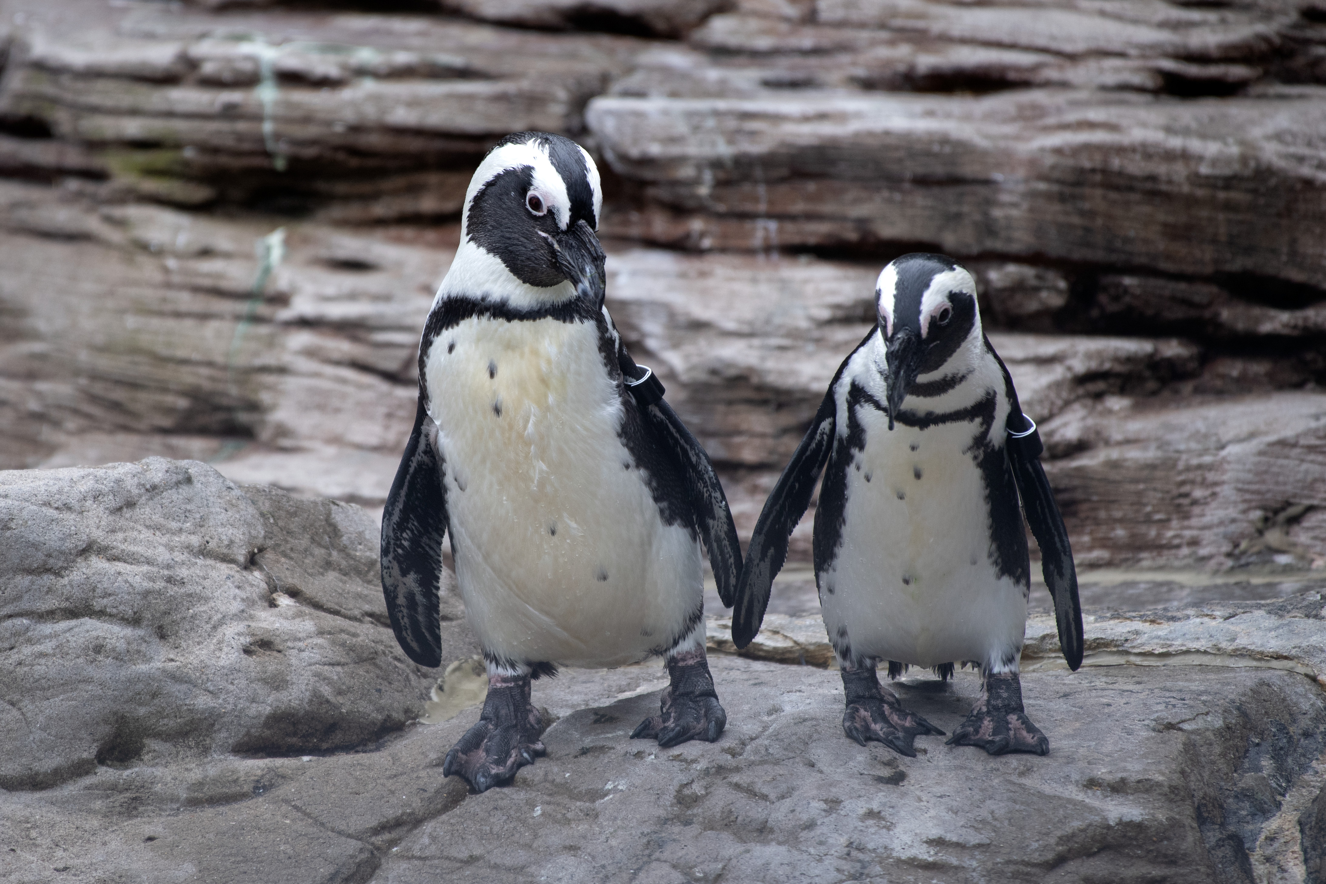 Black-footed African penguin and chick. Photo: Julie Larsen Maher, New York Aquarium (Wildlife Conservation Society)