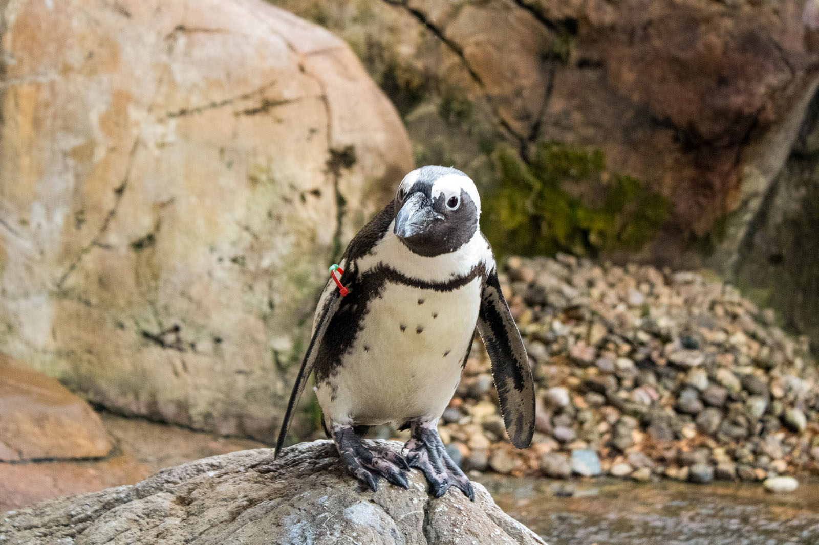 Pip, the African penguin. Photo: Julianne Taylor, New Zoo & Adventure Park