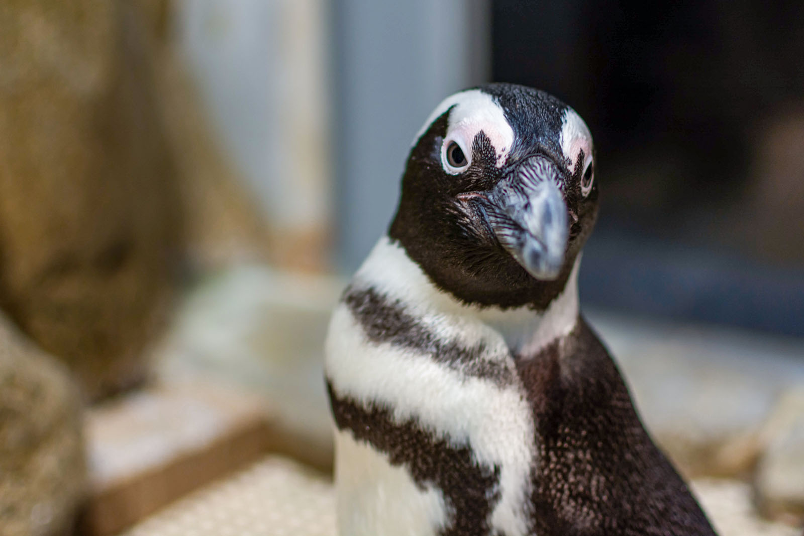 African penguin. Photo: Greensboro Science Center