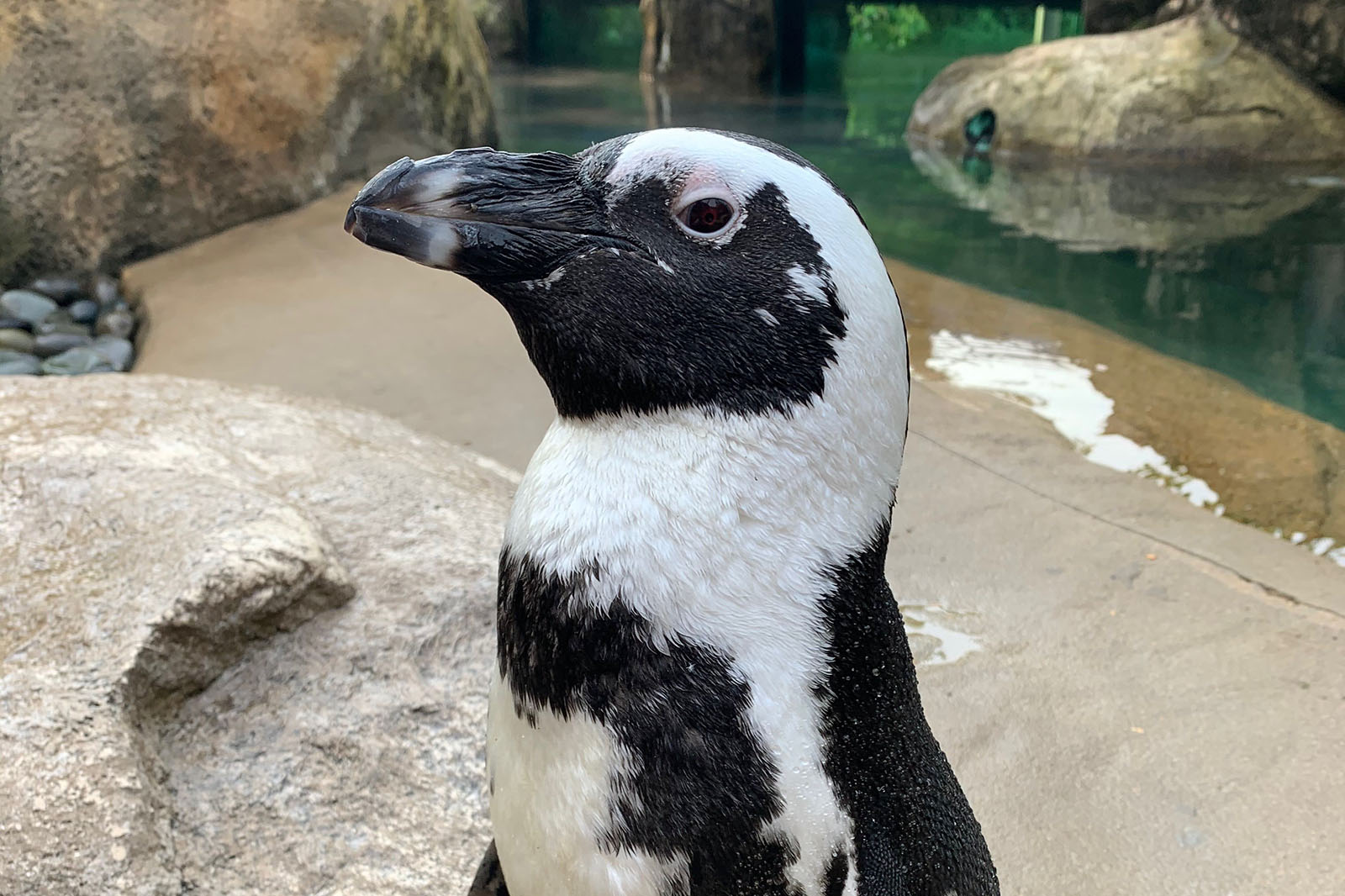 Vinny, the African penguin. Photo: Hannah Baker, Little Rock Zoo