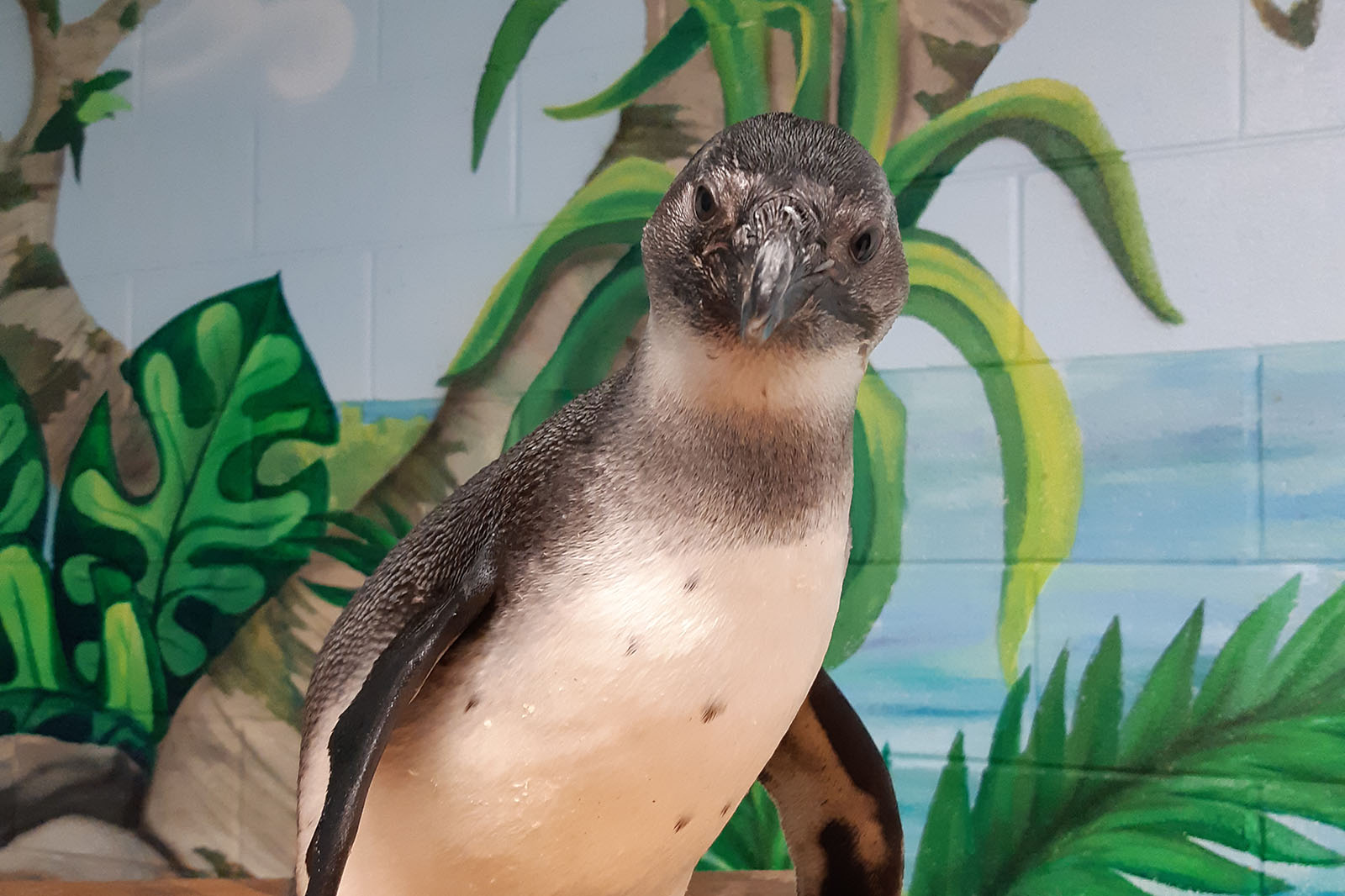 Millie as a juvenile African penguin. Photo: Marine Life, West Edmonton Mall, Canada