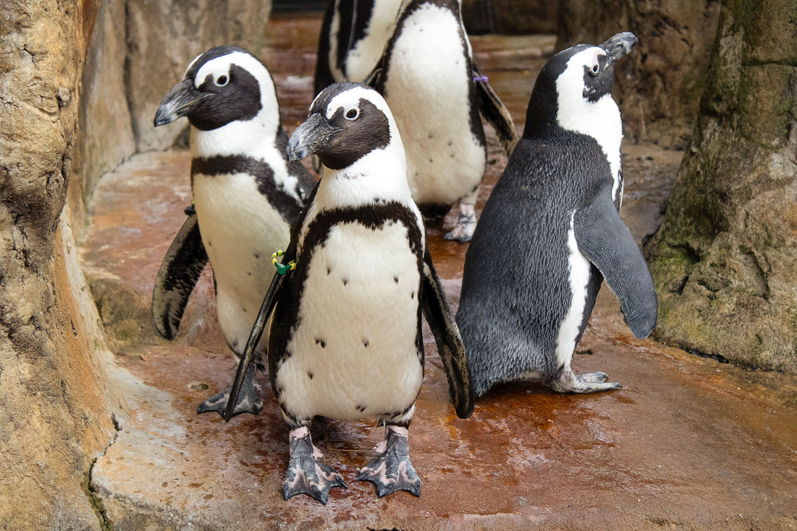 Cheers and his friends. Photo: Julianne Taylor, New Zoo & Adventure Park