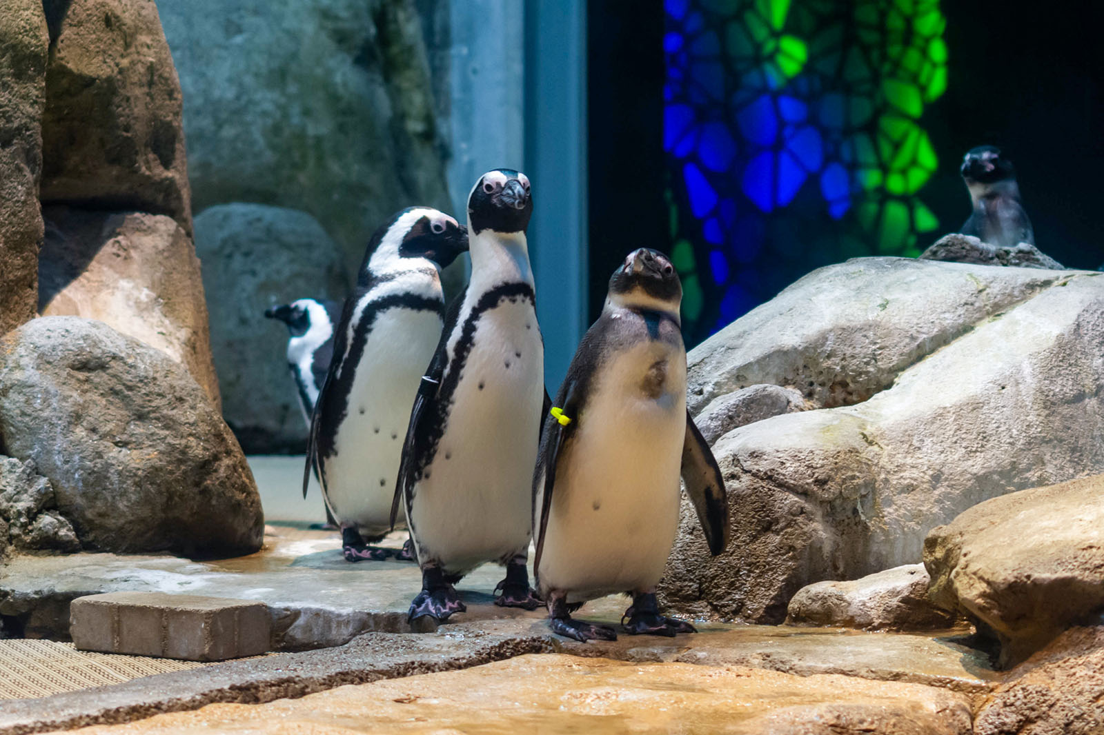 African penguins. Photo: Greensboro Science Center