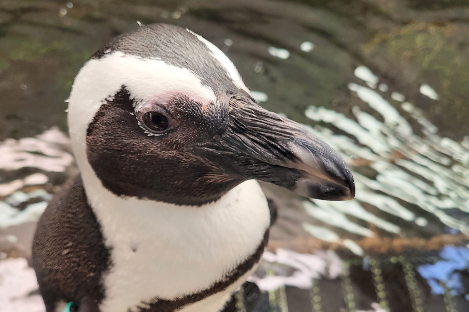 Sophia, an African penguin who laid an egg for this study. Photo: Marine Life, West Edmonton Mall, Canada