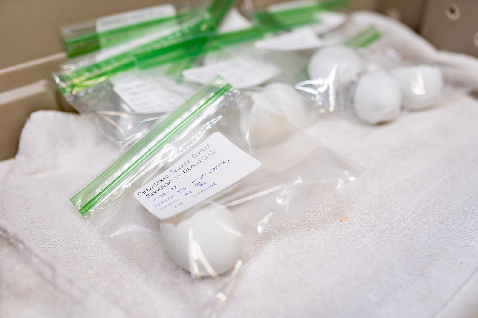 Penguin eggshells. Photo: Greensboro Science Center