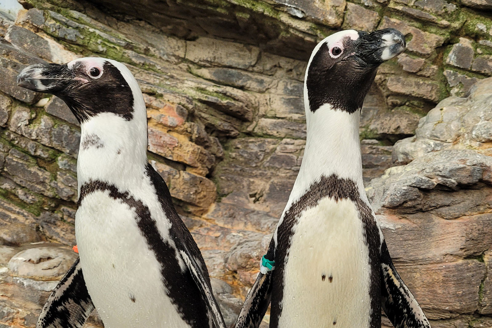 Yeti, left, and Charlie are African penguins. Photo: Marine Life, West Edmonton Mall, Canada