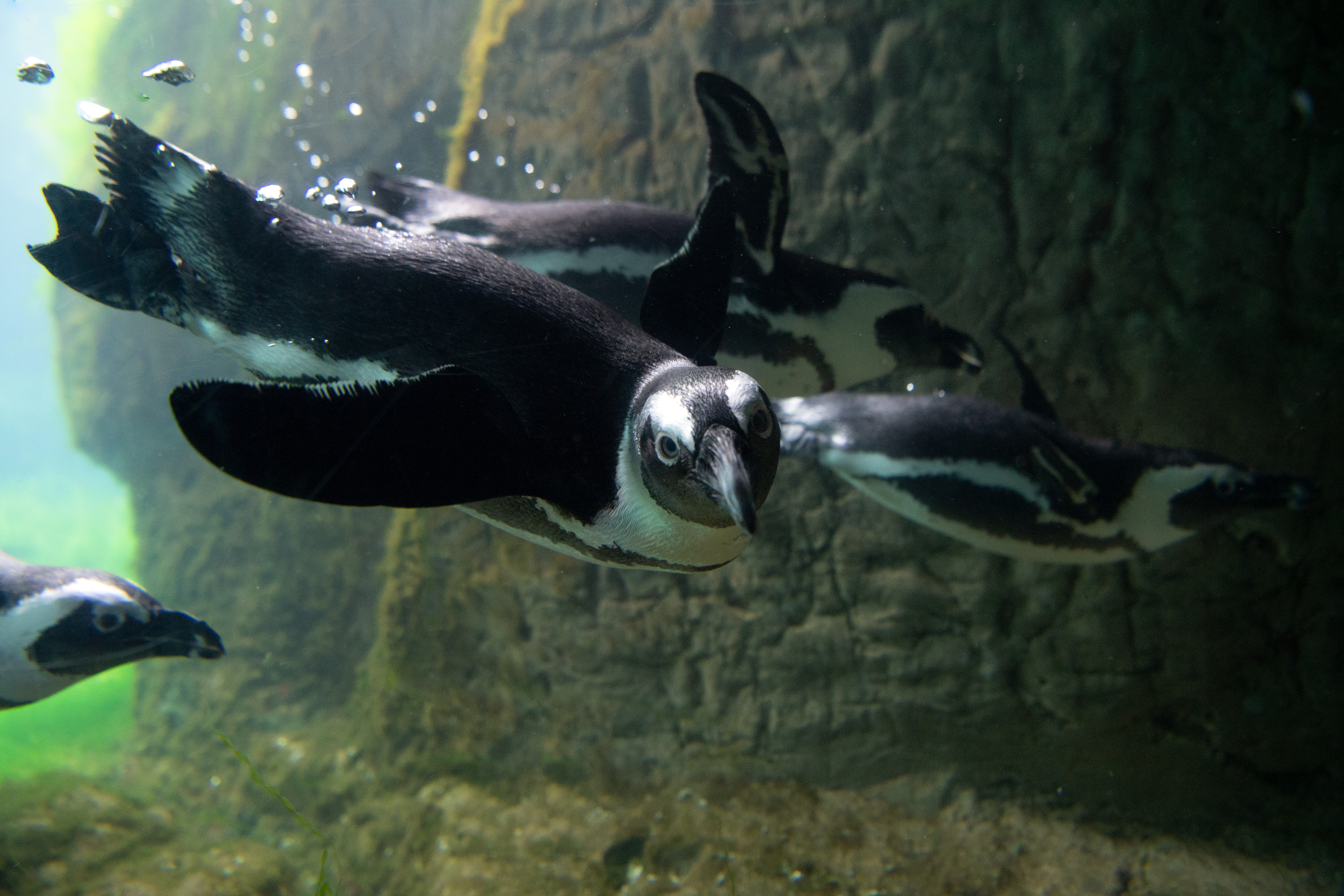 African penguins diving. Photo: Julie Larsen Maher, New York Aquarium (Wildlife Conservation Society)