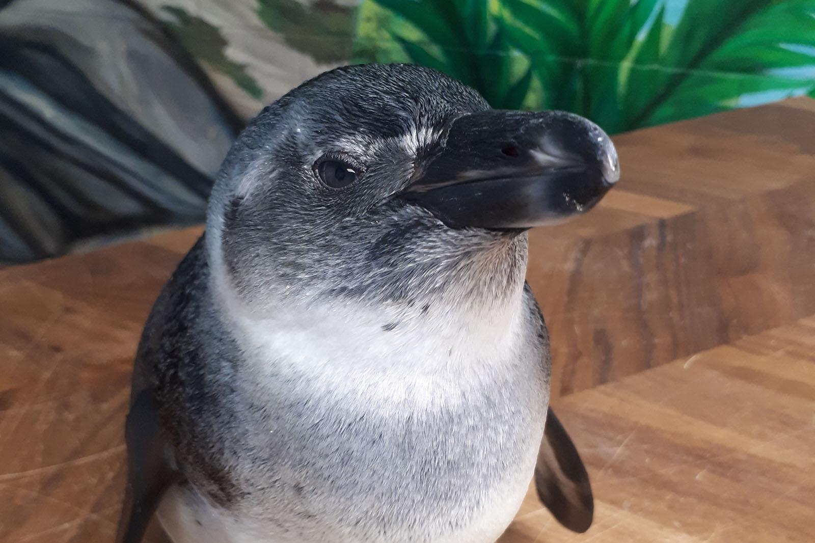 Millie as a juvenile African penguin. Photo: Marine Life, West Edmonton Mall, Canada