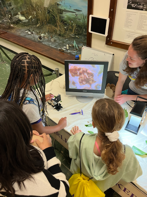 School girls checking a resurrection fern with a microscope.