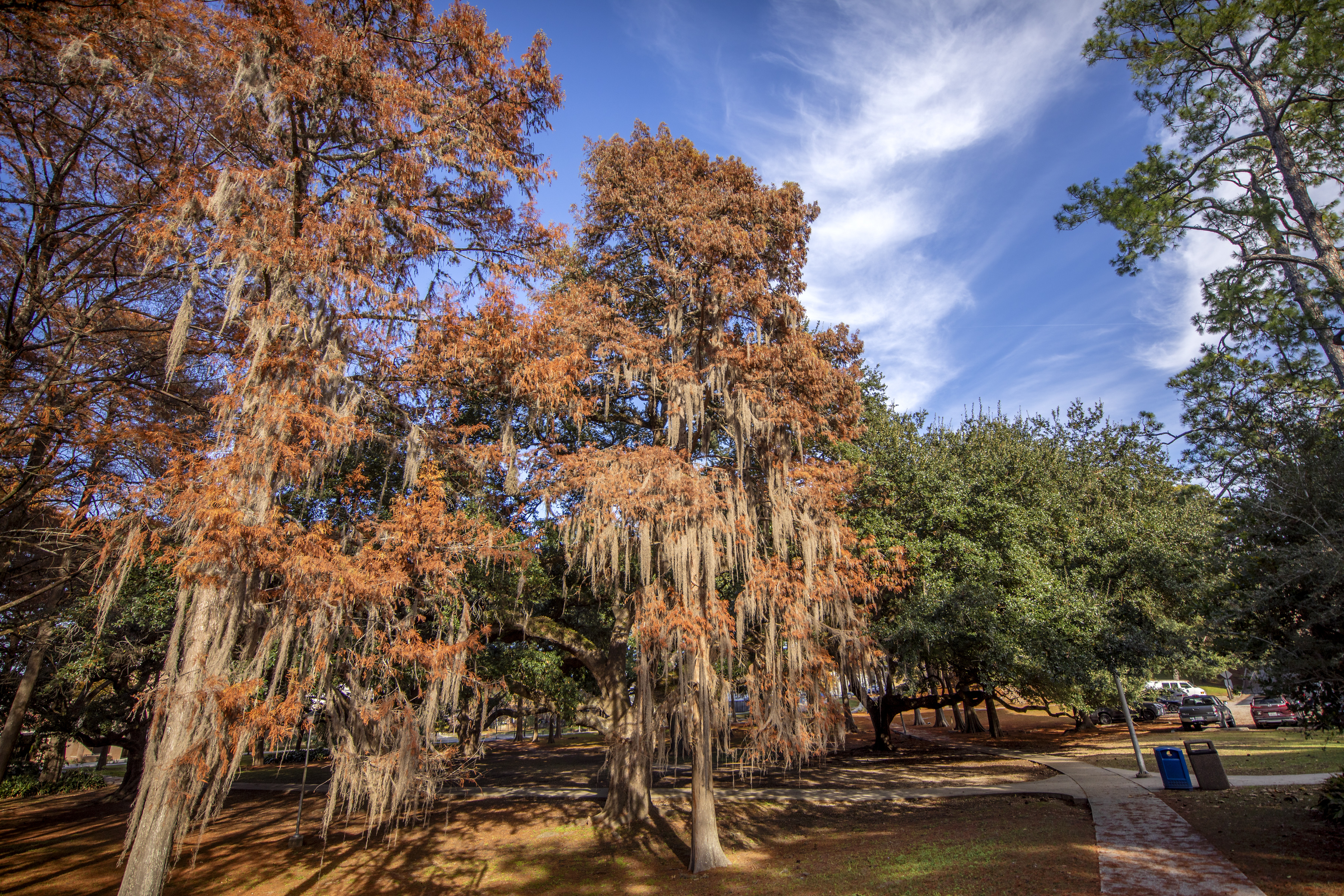 Enchanted Forest in the fall