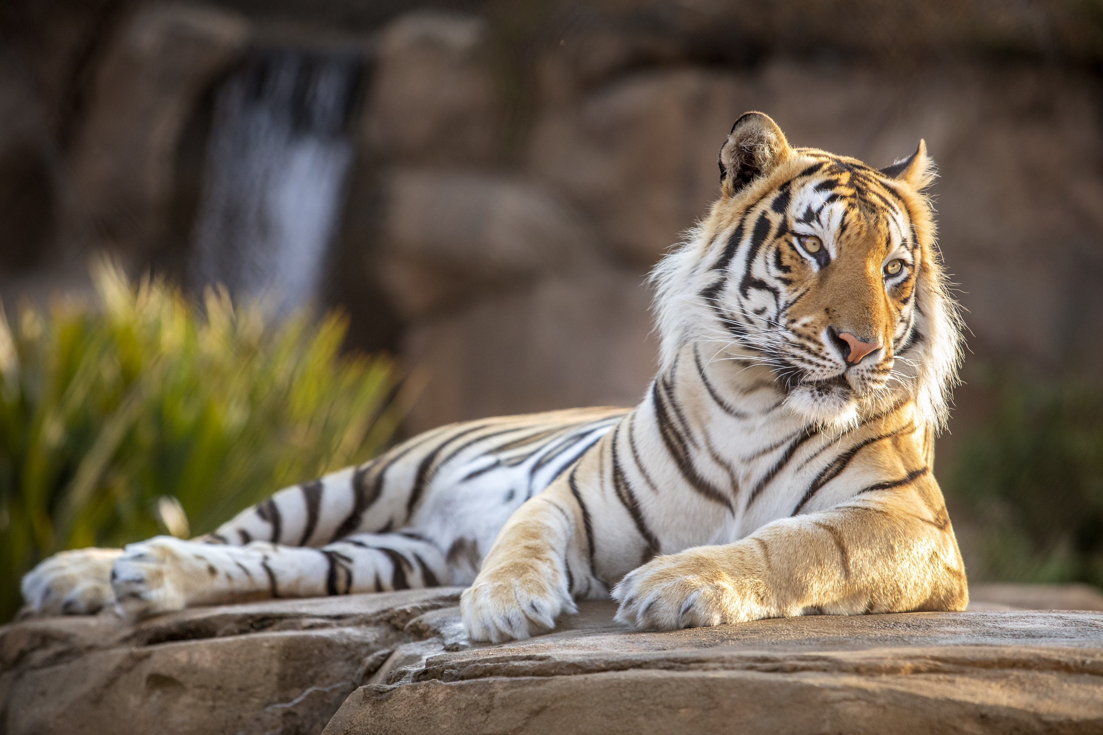 Mike VII on Comfort Rock