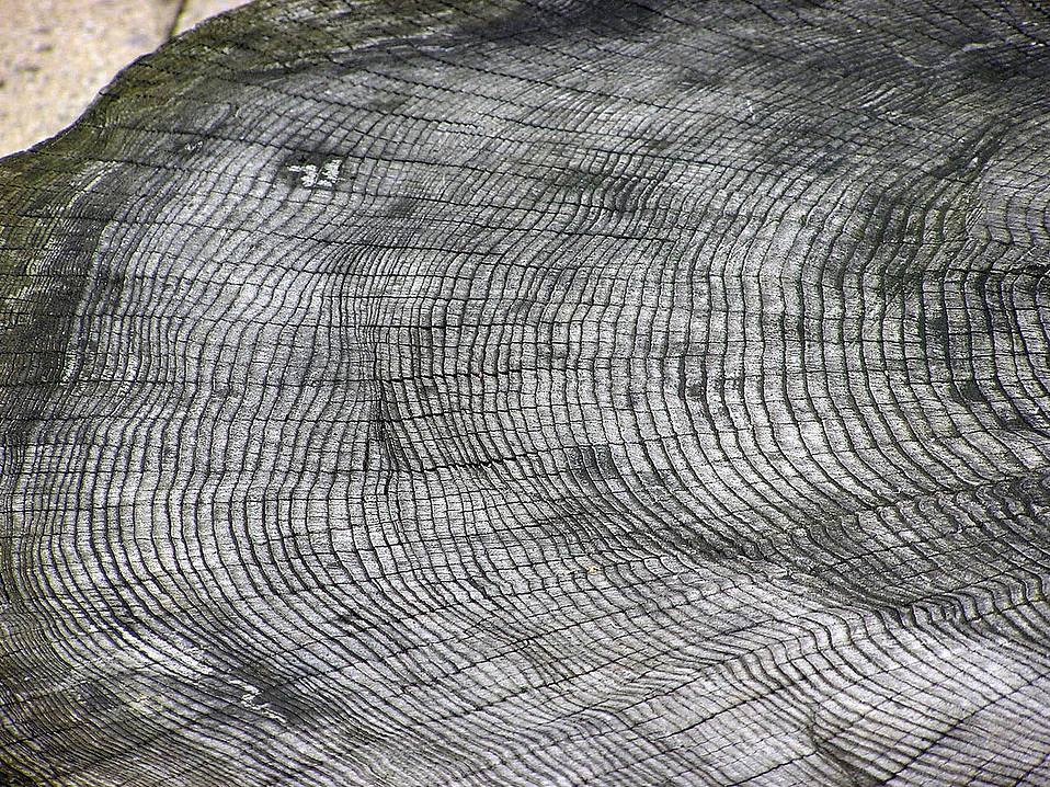 cross section of a tree showing the pattern of rings