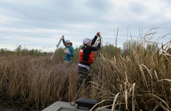 Is there a secret to restoring Louisiana’s coastline? Secretive marsh birds may reveal a clue.