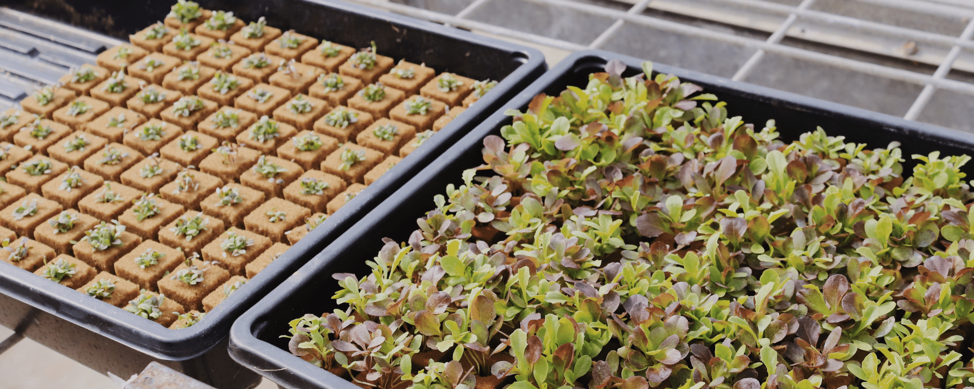 seedlings in plastic box