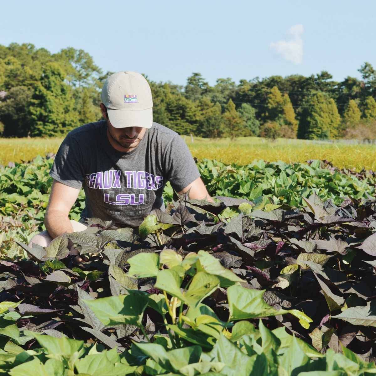 Student scouting for insects in sweet potatoe field