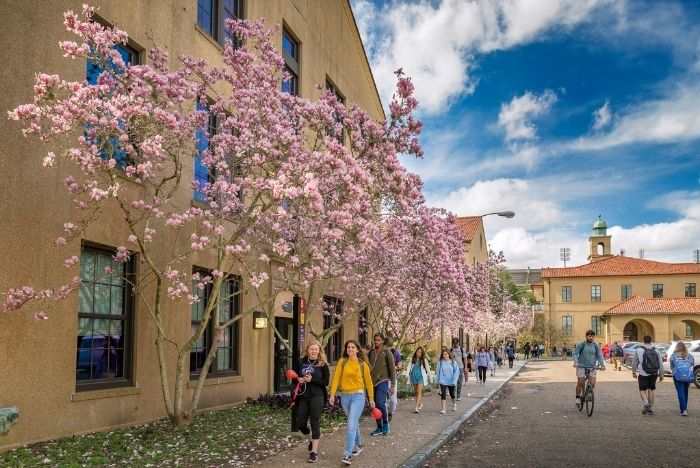 Azaleas blooming on LSU's campus