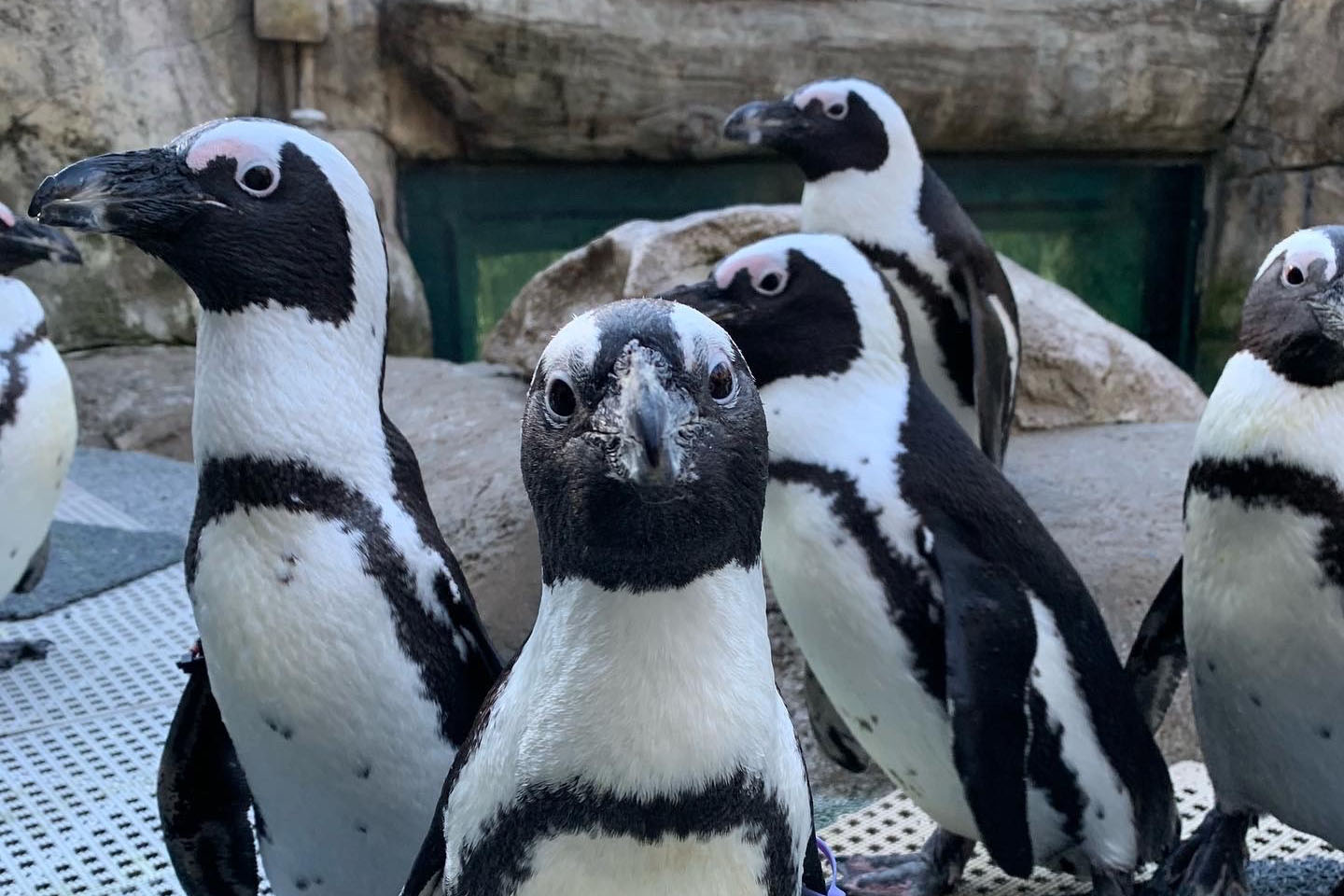 group of penguins; one staring at the camera