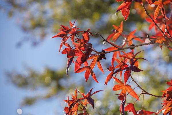 Leaves change color from green to red during the fall at LSU
