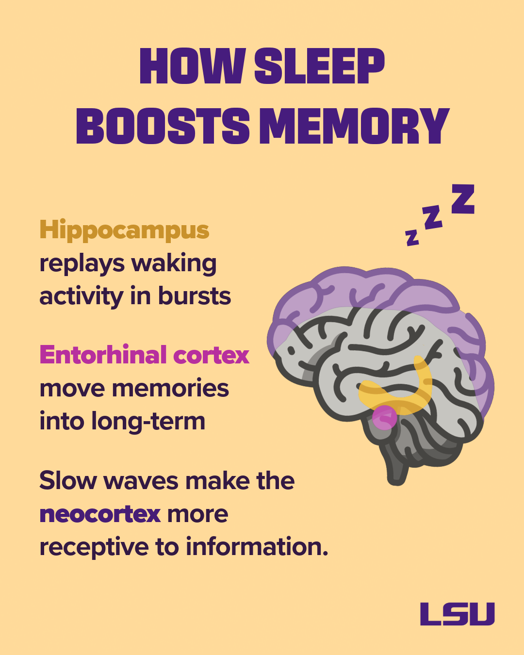 "How Sleep Boosts Memory" brain illustration highlighting the Hippocampus (replays waking activity in bursts) and the entorhinal cortex (move memories into long-term). Slow waves make the neocortex more receptive to information.