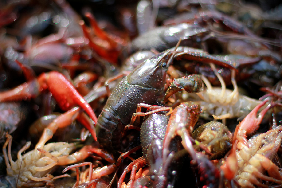 A group of live crawfish