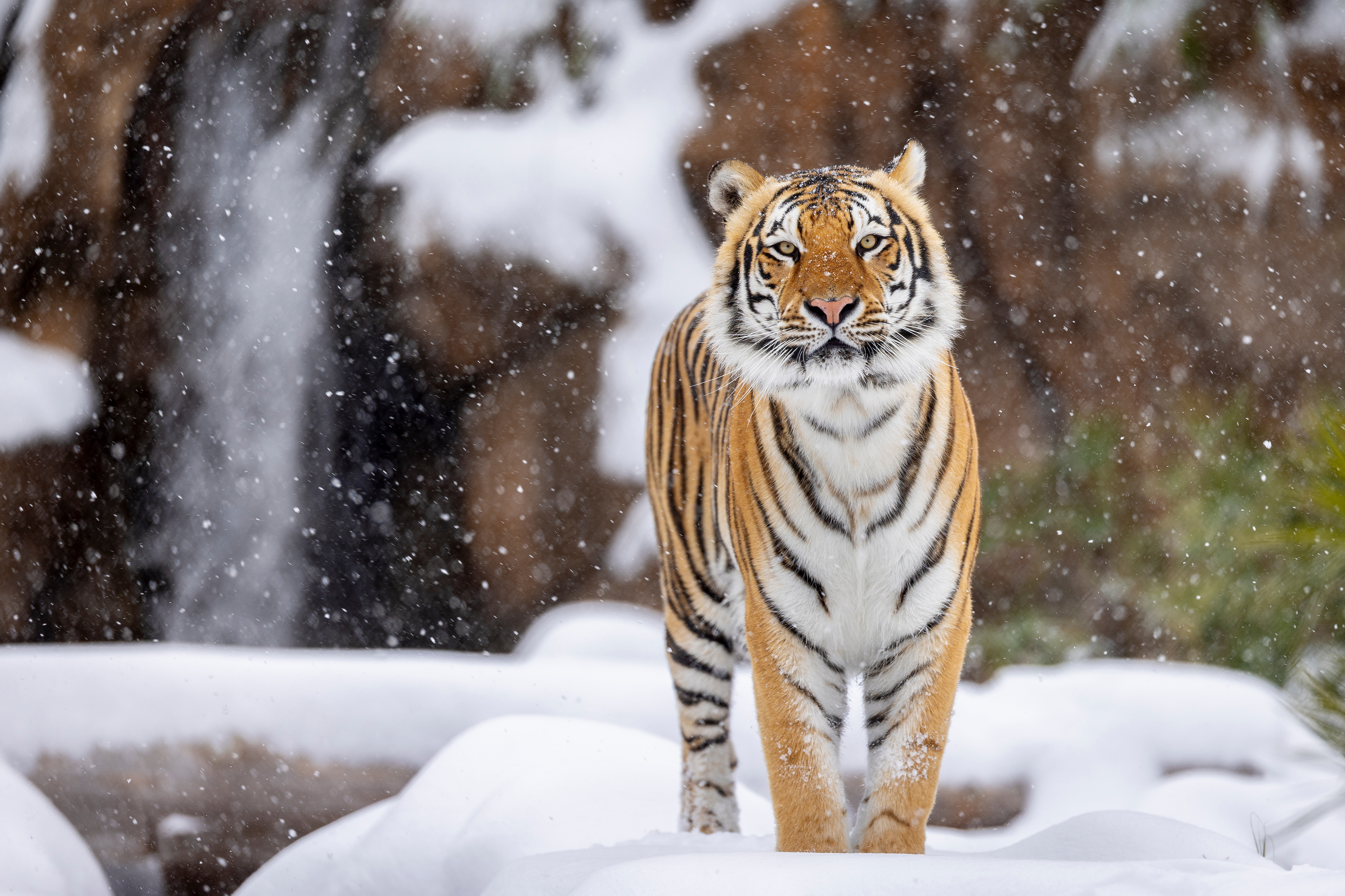 Mike the Tiger in his habitat a snow falls around him