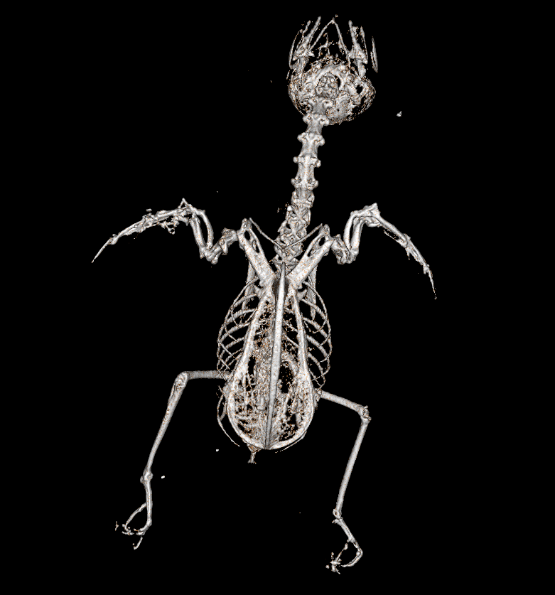 hummingbird skeleton image