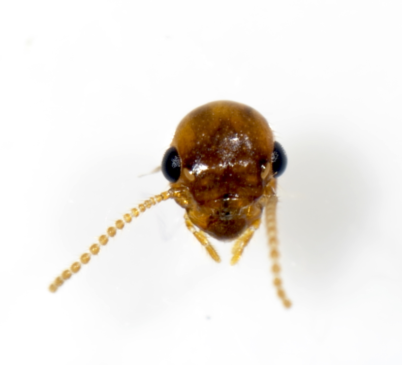 Female alate termite head