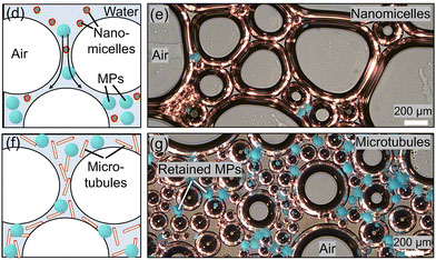 Schematic representation and optical microscope images of foams used to trap microplastics