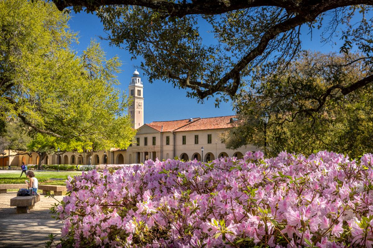 Azaleas in the Quad at LSU