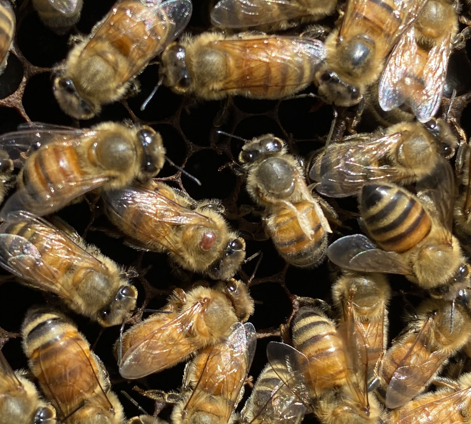 Close up of group of honey bees