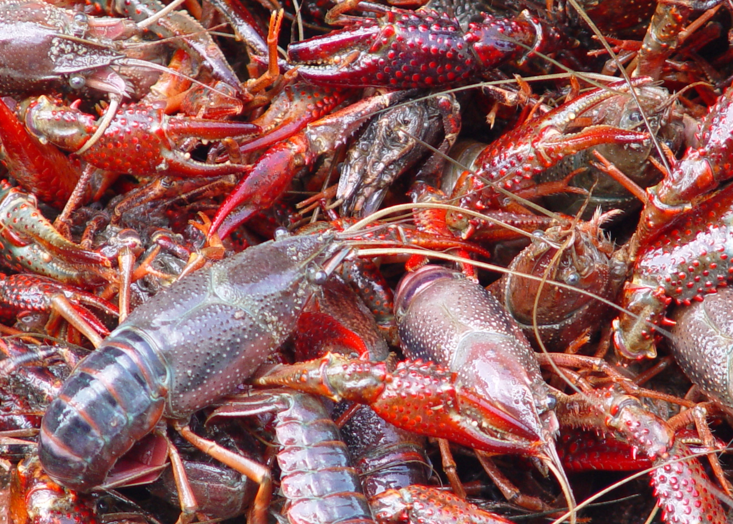 Close-up of live crawfish