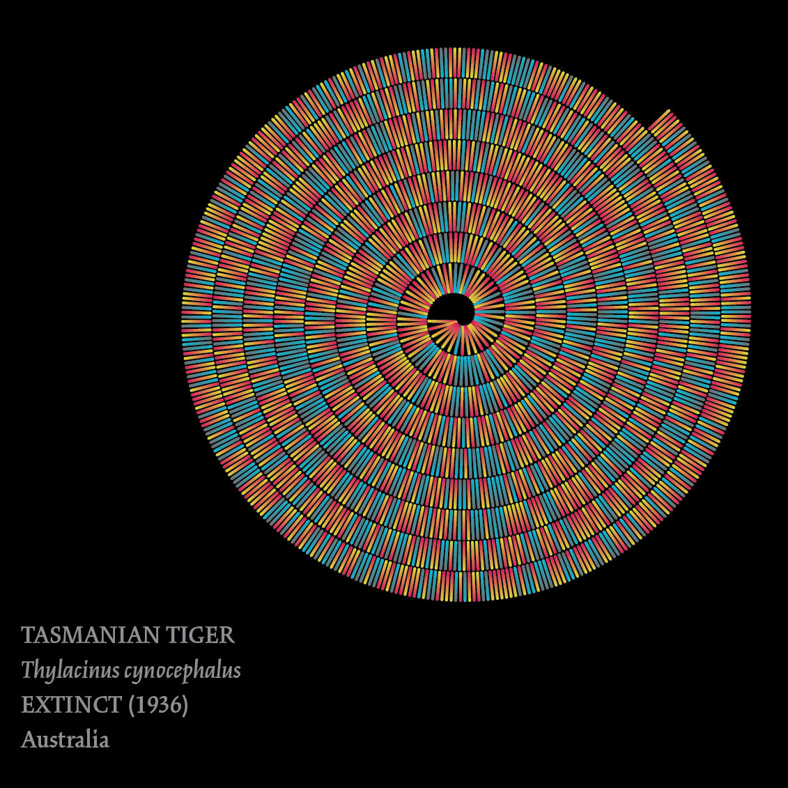 Color-coded representation of the extinct (1936) Tasmanian tiger from Australia