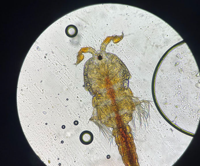 Copepod seen under magnification