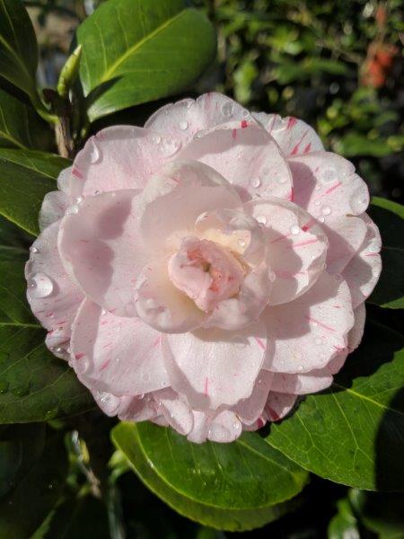 Camellia Gallery | LSU AgCenter Botanic Gardens