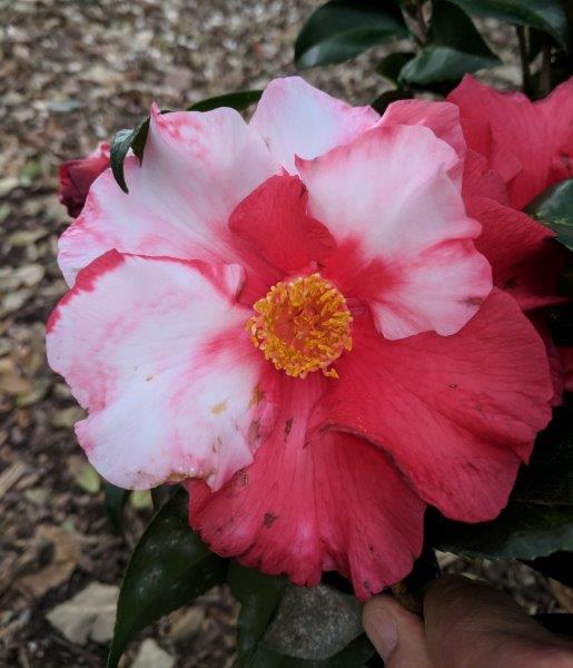 Camellia Gallery | LSU AgCenter Botanic Gardens