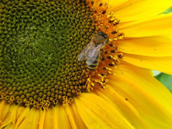 bee on a sunflower