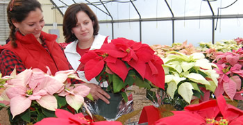 two women looking at poinsettias 