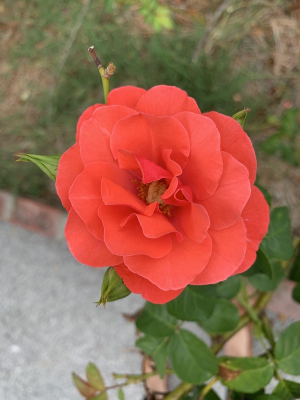 orange rose