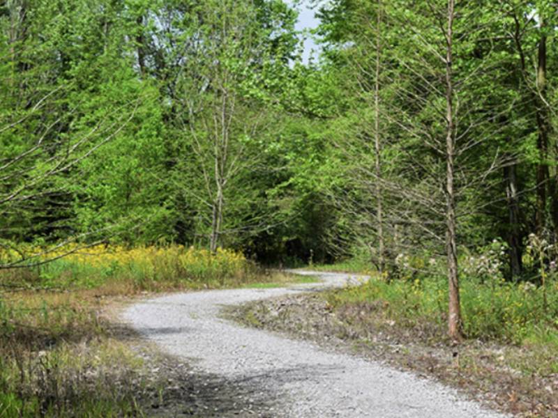 gravel trail through woods lined with wildflowers